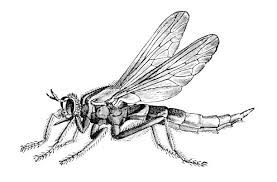 Attēlu rezultāti vaicājumam “Asilus crabroniformis”