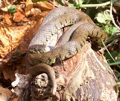 Attēlu rezultāti vaicājumam “Serpentes”