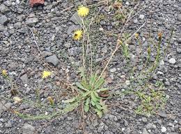 Attēlu rezultāti vaicājumam “Hypochaeris radicata leaf”