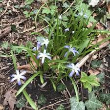 Attēlu rezultāti vaicājumam “Scilla luciliae”