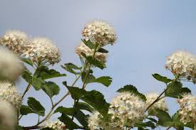 Attēlu rezultāti vaicājumam “Galega orientalis bud”