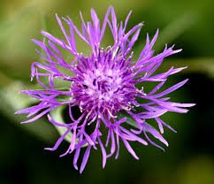 Attēlu rezultāti vaicājumam “Centaurea jacea flower”