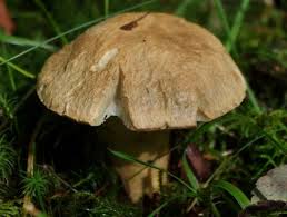 Attēlu rezultāti vaicājumam “Gyroporus cyanescens”