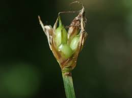 Attēlu rezultāti vaicājumam “Carex chordorrhiza”