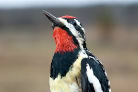 Image result for Sphyrapicus varius