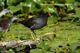 Attēlu rezultāti vaicājumam “Gallinula chloropus adult”