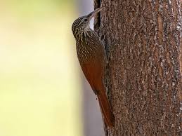 Attēlu rezultāti vaicājumam “Flaviporus citrinellus”