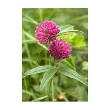 Attēlu rezultāti vaicājumam “Trifolium alpestre leaf”