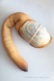 Image result for geoduck