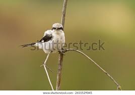 Attēlu rezultāti vaicājumam “Lanius excubitor”