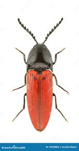 Attēlu rezultāti vaicājumam “Ampedus sp.”