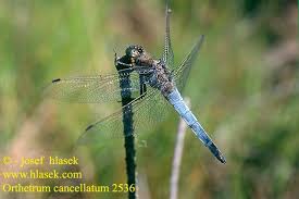 Attēlu rezultāti vaicājumam “Orthetrum cancellatum”