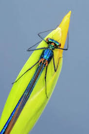 Attēlu rezultāti vaicājumam “Calopteryx virgo female”