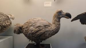 Image result for Reparudasu