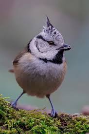 Attēlu rezultāti vaicājumam “Lophophanes cristatus”