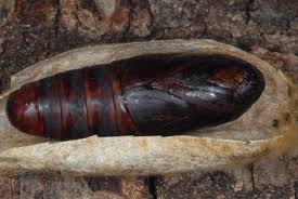 Attēlu rezultāti vaicājumam “Euthrix potatoria larva”