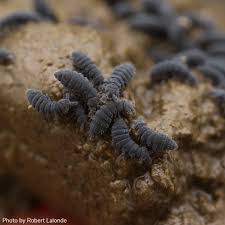 Attēlu rezultāti vaicājumam “Hypogastrura sp.”