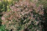 Plant of the week: Abelia X grandiflora | landscape architecture Blog