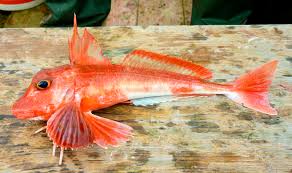 Image result for Chelidonichthys cuculus
