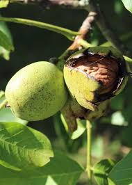 Attēlu rezultāti vaicājumam “Juglans regia”