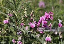 Attēlu rezultāti vaicājumam “Lathyrus latifolius flower”