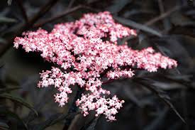 Attēlu rezultāti vaicājumam “Sambucus nigra flower”