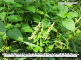 Attēlu rezultāti vaicājumam “Persicaria lapathifolia fruit”
