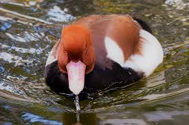 Image result for Netta rufina