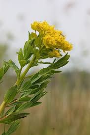 Attēlu rezultāti vaicājumam “Euphorbia palustris”
