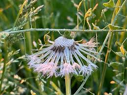 Attēlu rezultāti vaicājumam “Taraxacum officinale aggr. flower”