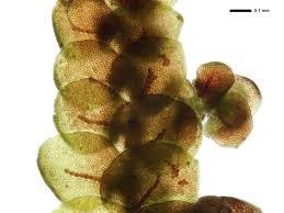 Attēlu rezultāti vaicājumam “Frullania tamarisci macro”