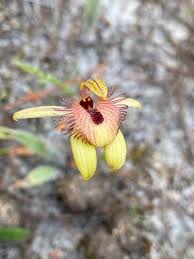 Attēlu rezultāti vaicājumam “Orchidaceae”