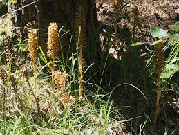 Attēlu rezultāti vaicājumam “Neottia nidus-avis fruit”