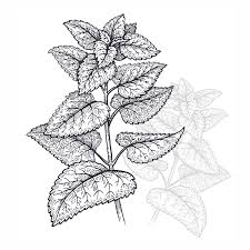 Attēlu rezultāti vaicājumam “Melissa officinalis leaf”