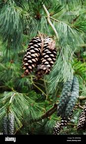 Attēlu rezultāti vaicājumam “Pinus strobus fruit”