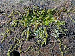 Attēlu rezultāti vaicājumam “Lophocolea minor”