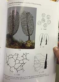 Attēlu rezultāti vaicājumam “Comatricha meandrispora”