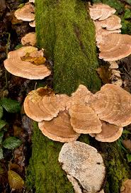 Attēlu rezultāti vaicājumam “Daedalea quercina”