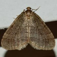 Attēlu rezultāti vaicājumam “Operophtera”