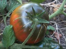 Afbeeldingsresultaat voor black sea man tomato