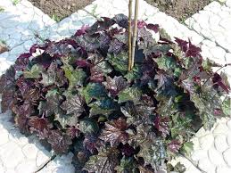 Image result for HEUCHERA americana 'Palace Purple Auslese'