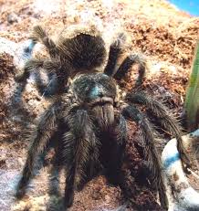 Attēlu rezultāti vaicājumam “Megalaria grossa”