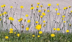 Attēlu rezultāti vaicājumam “Hypochaeris radicata”