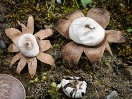 Attēlu rezultāti vaicājumam “Geastrum”