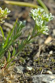 Attēlu rezultāti vaicājumam “Scleranthus perennis”