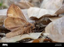 Attēlu rezultāti vaicājumam “Euthrix potatoria imago”