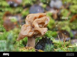 Attēlu rezultāti vaicājumam “Gyromitra infula”