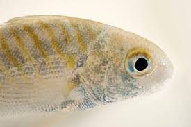 Image result for Leiostomus xanthurus