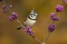 Attēlu rezultāti vaicājumam “Lophophanes cristatus adult”
