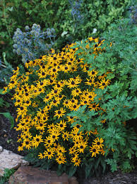 Image result for Rudbeckia fulgida